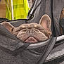 dog, french_bulldog, sleeping, mesh_carrier, pet, cozy, resting, closeup, ears, snout, indoor, fabric, grey, yellow, soft, cute, animal, nose, face, relaxed