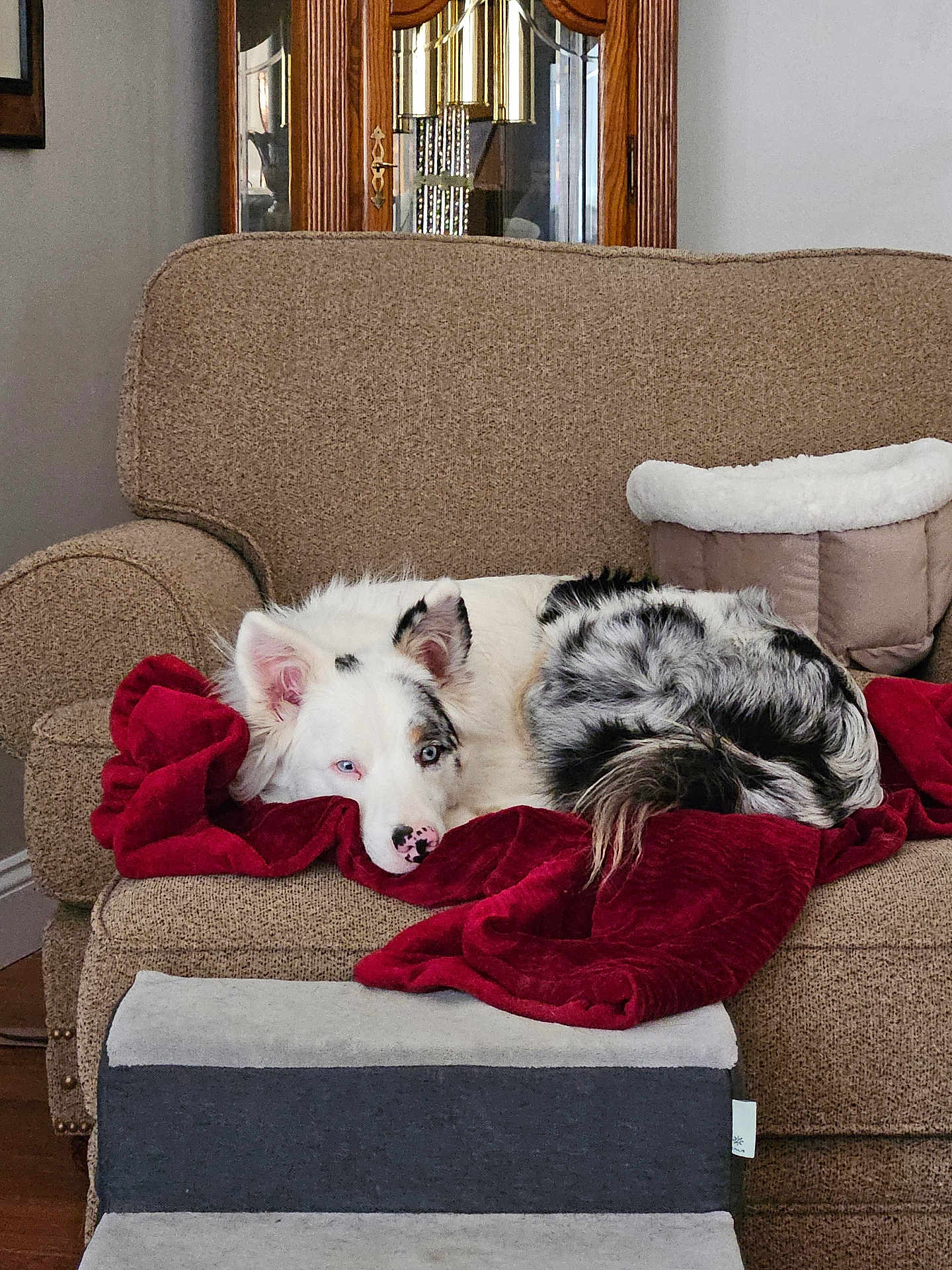 Jak Jak is registered to the contest to win money with this photo: dog, couch, blanket, red_blanket, indoor, pet_bed, wooden_cabinet, heterochromia, curled_up, resting, furniture, cozy, living_room, home, comfort, white_dog, black_spots, floor, relaxed, domestic_animal