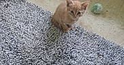 Dixie Pixie Chynna joined the competition — help win amazing prizes! animal, ball, blue_eyes, carpet, cat, cozy, curious, cute, feline, floor, gray_carpet, home, indoor, kitten, orange_cat, pet, small, toy, wicker_basket, young