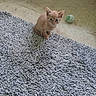 Dixie Pixie Chynna joined the competition — help win amazing prizes! animal, carpet, cat, cozy, cute, dog_paw, domestic, floor, furry, indoor, kitten, orange_cat, pet, playful, rug, sitting, small, texture, toy_ball, young