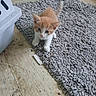 Dixie Pixie Chynna joined the competition — help win amazing prizes! animal, cat, curious, cute, domestic, feline, floor, flooring, home, indoor, kitten, looking_up, orange_and_white, pet, playful, rug, small, texture, wooden_floor, young