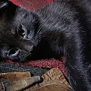 Dixie Pixie Chynna is registered to the contest to win money with this photo: animal, black_kitten, cat, close_up, closeup, cozy, curious, dark_fur, eye, fabric, fur, indoor, leaf, lying_down, pet, resting, soft, texture, whiskers, young_cat