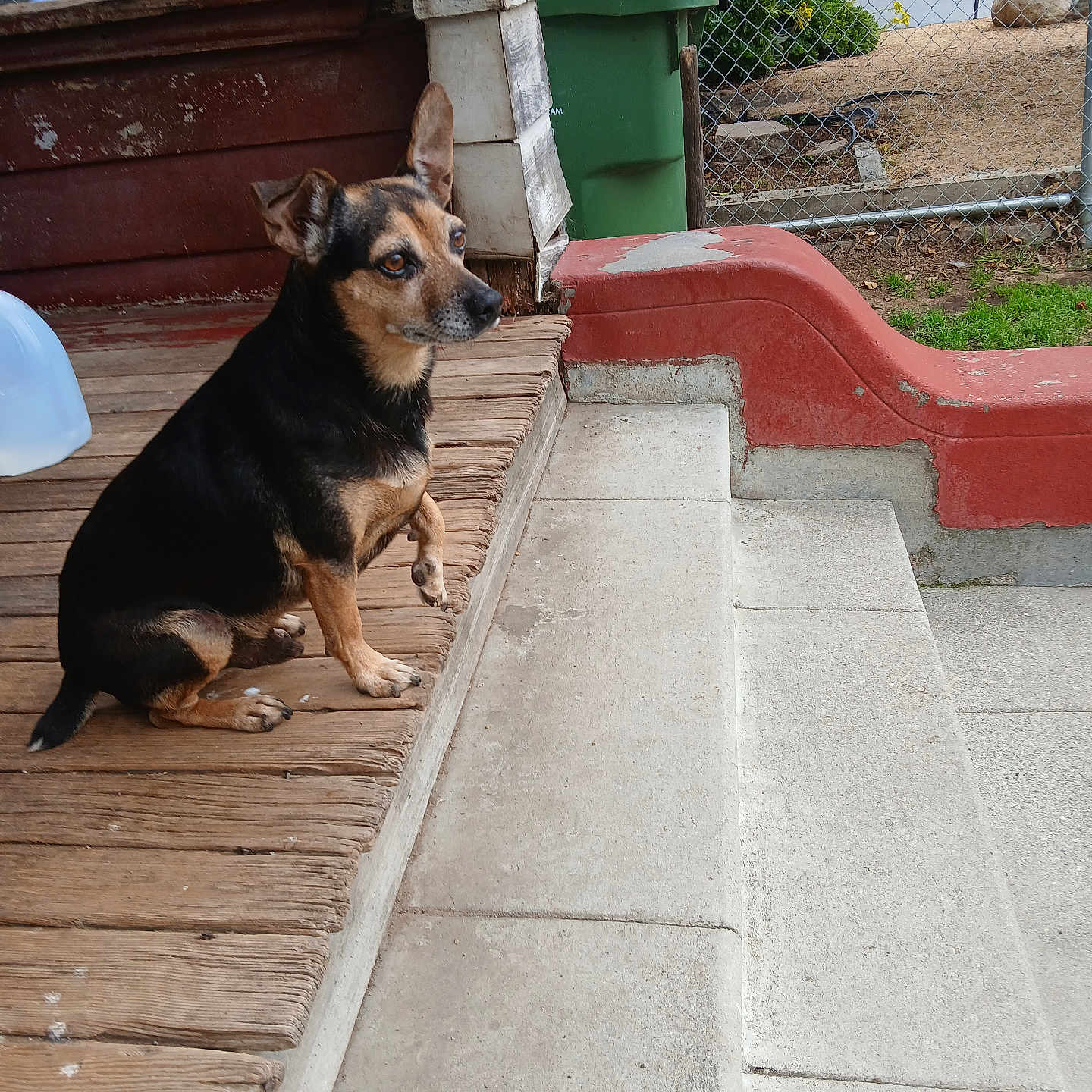 Rocky joined the competition — help win amazing prizes! animal, boardwalk, canine, den, dog, doghouse, flagstone, germanshepherd, handrail, hound, indoors, kennel, path, pet, plywood, puppy, sidewalk, slate, walkway, wood