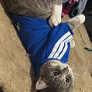 Greygoose joined the competition — help win amazing prizes! cat, gray_tabby, pet_clothing, blue_shirt, indoor, carpet, animal, cute, feline, whiskers, ears, paws, laying_down, looking_up, domestic_cat, striped_fur, relaxed, eyes, playful, home