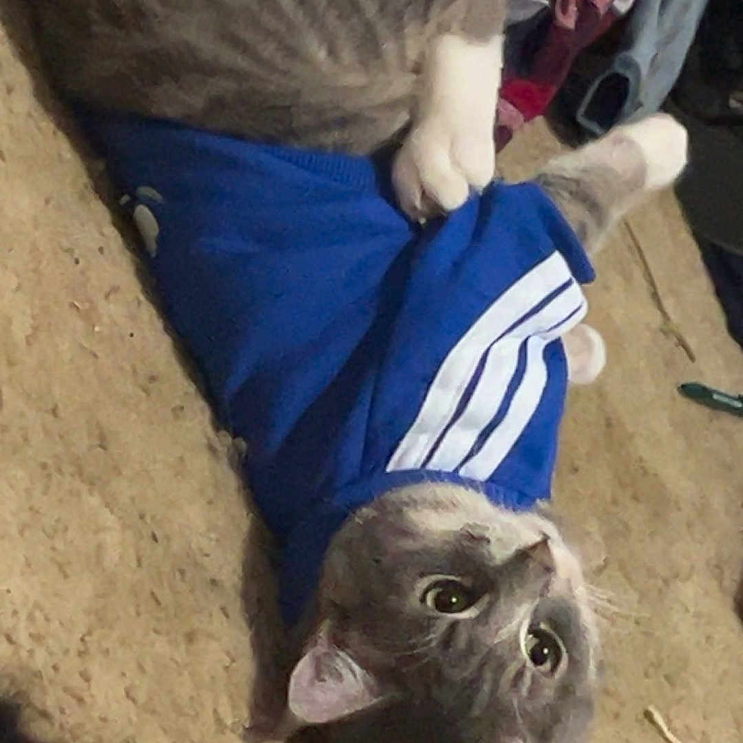 Greygoose