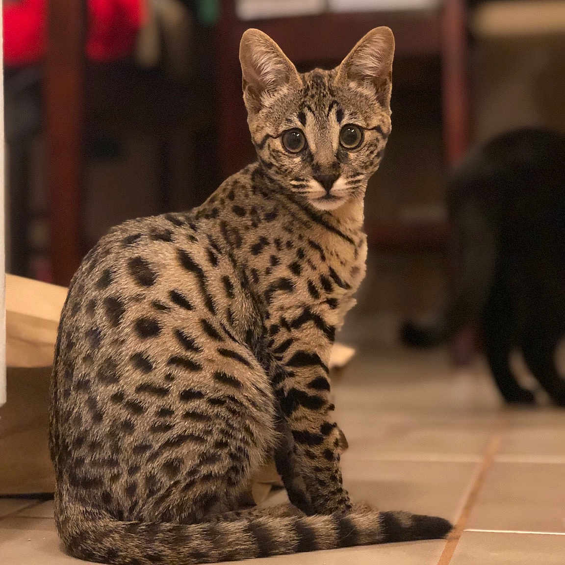 Flathead joined the competition — help win amazing prizes! arabian_mau, asian, bengal, california_spangled, carnivore, cat, dragon_li, egyptian_mau, european_shorthair, felidae, kitten, mammal, ocicat, savannah, small_to_medium_sized_cats, tabby_cat, toyger, vertebrate, whiskers, wildlife
