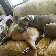 Megatron joined the competition — help win amazing prizes! dog, pets, couch, resting, snuggling, indoor, window, blanket, fur, animal, companion, relaxing, brown, gray, home, cozy, sleeping, friendship, canine, daylight