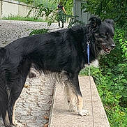 Doogy participe au concours pour gagner de l'argent avec cette photo : animal, black_dog, canine, cobblestone_path, daylight, dog, ears, foliage, fur, greenery, leash, nature, outdoor, pet, side_view, snout, standing, stone_ledge, tail, walking