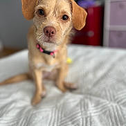 Tessa joined the competition — help win amazing prizes! dog, pet, cute, small_dog, brown_fur, collar, bed, blanket, indoor, portrait, animal, canine, looking_at_camera, furry, ears, nose, sitting, closeup, soft_background, domestic_animal