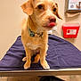 Tessa is registered to the contest to win money with this photo: dog, animal, pet, tongue_out, collar, table, purple_towel, veterinary_clinic, biohazard_container, indoor, fur, small_dog, cute, sitting, exam_room, metal_surface, floor, wall, dispenser, looking_away