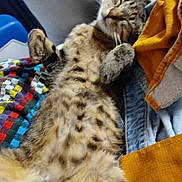 Cena a rejoint le concours — aidez-le/la à gagner de superbes lots ! animal, blanket, cat, clothing, colorful, comfort, cozy, cute, domestic, feline, fur, indoor, paw, pet, relaxed, resting, sleeping, soft, striped, tabby