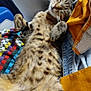 animal, blanket, cat, clothing, colorful, comfort, cozy, cute, domestic, feline, fur, indoor, paw, pet, relaxed, resting, sleeping, soft, striped, tabby