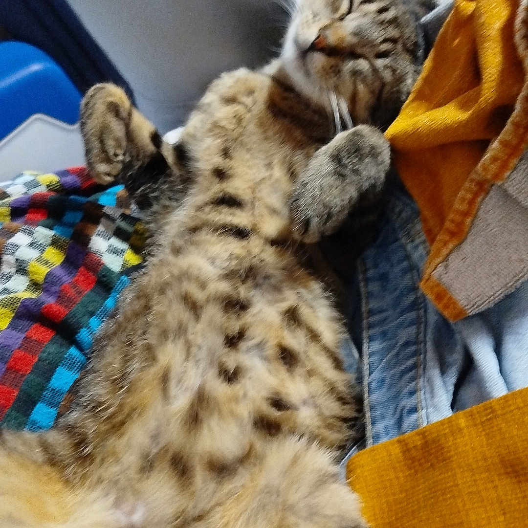 Cena a rejoint le concours — aidez-le/la à gagner de superbes lots ! animal, blanket, cat, clothing, colorful, comfort, cozy, cute, domestic, feline, fur, indoor, paw, pet, relaxed, resting, sleeping, soft, striped, tabby