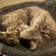 Callie is registered to the contest to win money with this photo: cat, sleeping, paw, furry, cozy, bed, pet, animal, resting, cute, feline, indoor, relaxing, whiskers, fur, closeup, soft, tabby, curled_up, nap