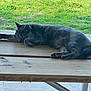 Callie is registered to the contest to win money with this photo: cat, sleeping, picnic_table, wood, outdoor, grass, greenery, animal, pet, resting, nature, daylight, relaxation, feline, paw, quiet, summer, bench, peaceful, domestic_animal