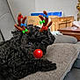 Peanut is registered to the contest to win money with this photo: animal, black_dog, christmas, close_up, curly_fur, cushion, cute, decorative, digital_overlay, dog, funny, furry, holiday_theme, indoor, lying_down, pet, red_nose, reindeer_antlers, relaxed, sofa