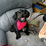 Peanut is registered to the contest to win money with this photo: dog, black_dog, pet, couch, red_bandana, smiling, treat, indoor, cozy, happy, small_dog, furniture, blanket, pillow, leopard_print, animal, cute, companion, home, tongue_out