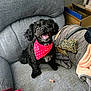 dog, black_dog, pet, couch, red_bandana, smiling, treat, indoor, cozy, happy, small_dog, furniture, blanket, pillow, leopard_print, animal, cute, companion, home, tongue_out