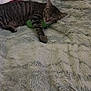 cat, tabby, sleeping, bed, blanket, pillow, toy, indoor, pet, cozy, furry, resting, striped, animal, cute, relaxed, soft, comfort, home, nap