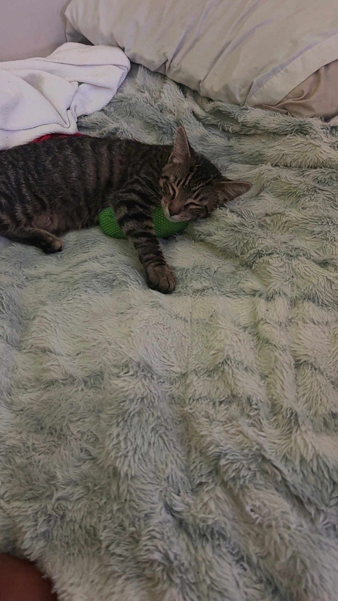 Fendi joined the competition — help win amazing prizes! cat, tabby, sleeping, bed, blanket, pillow, toy, indoor, pet, cozy, furry, resting, striped, animal, cute, relaxed, soft, comfort, home, nap
