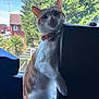 background, bow_tie, cat, curious, daylight, domestic_animal, ears, feline, furniture, greenery, house, indoor, natural_light, orange_and_white, paw, pet, sitting, tree, whiskers, window