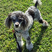 Grover is registered to the contest to win money with this photo: alert, animal, canine, collar, companion, curly_hair, cute, daylight, dog, fluffy_tail, fur, grass, greenery, leash, nature, outdoor, pet, playful, sunlight, walking