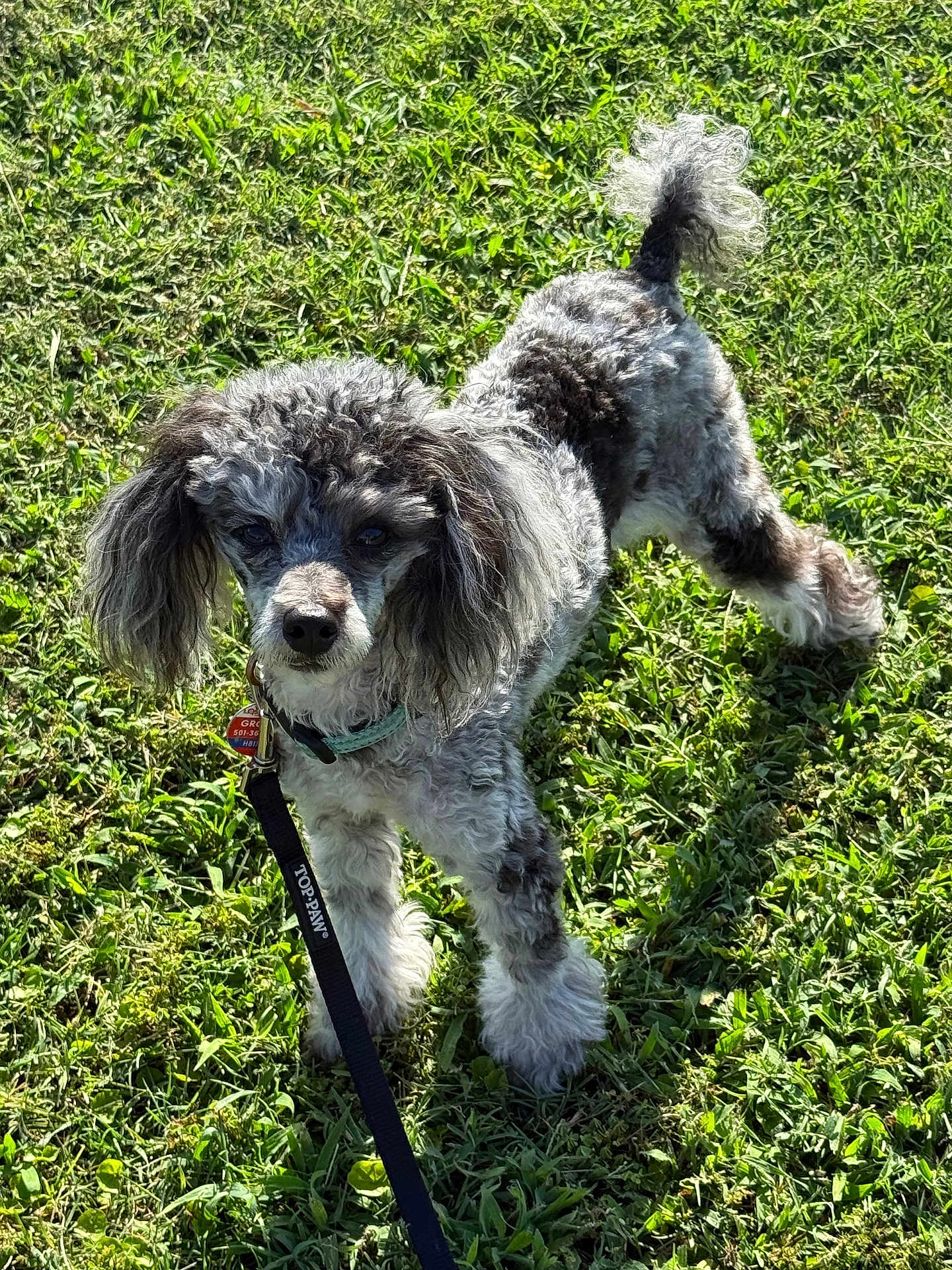 Grover