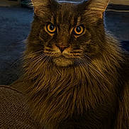 Charlie joined the competition — help win amazing prizes! cat, fluffy, long_hair, golden_eyes, pet, indoor, portrait, feline, animal, whiskers, ears, close_up, sitting, cozy, warm_light, domestic_cat, furry, focused, room, carpet