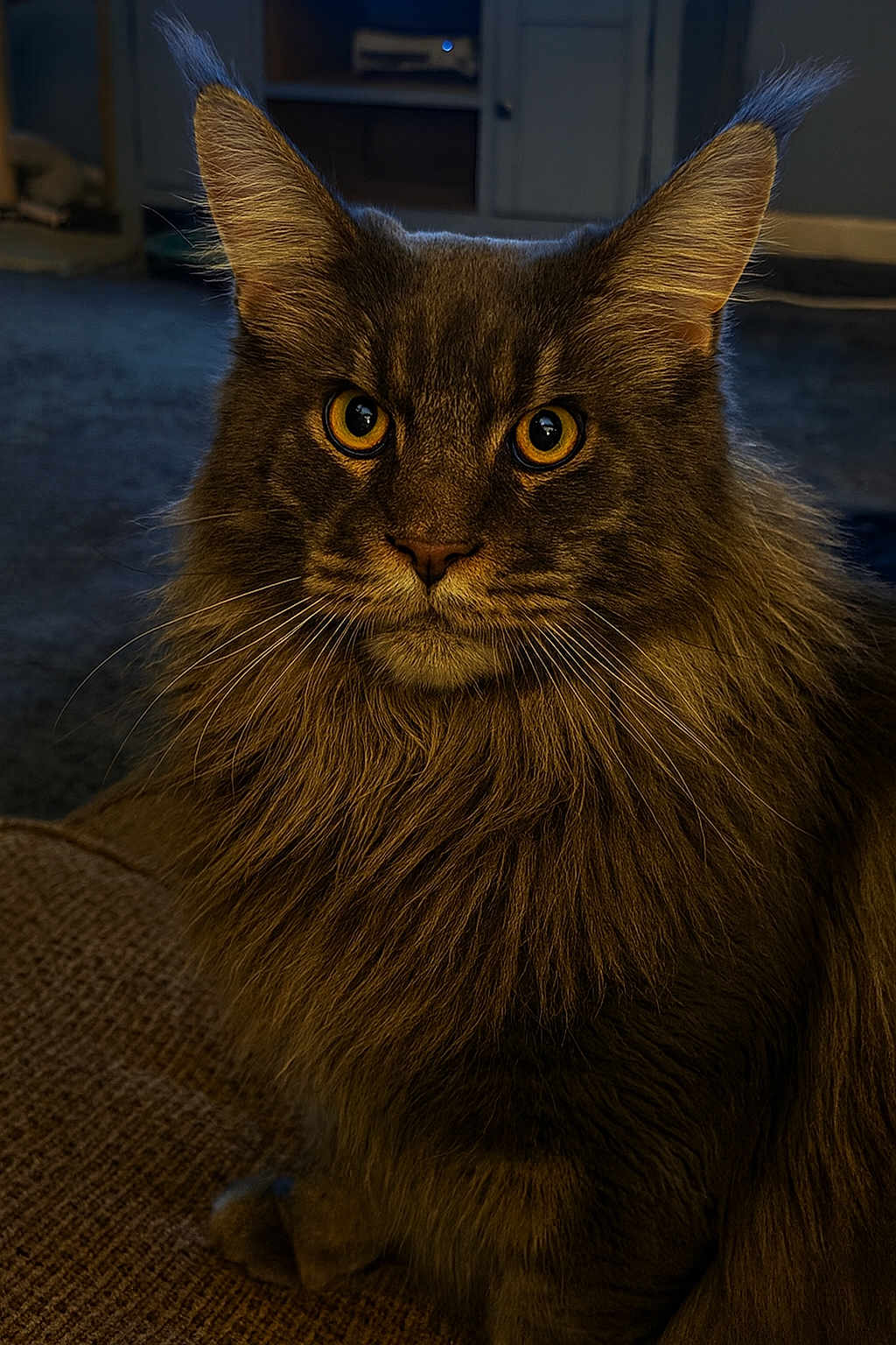 Charlie joined the competition — help win amazing prizes! cat, fluffy, long_hair, golden_eyes, pet, indoor, portrait, feline, animal, whiskers, ears, close_up, sitting, cozy, warm_light, domestic_cat, furry, focused, room, carpet