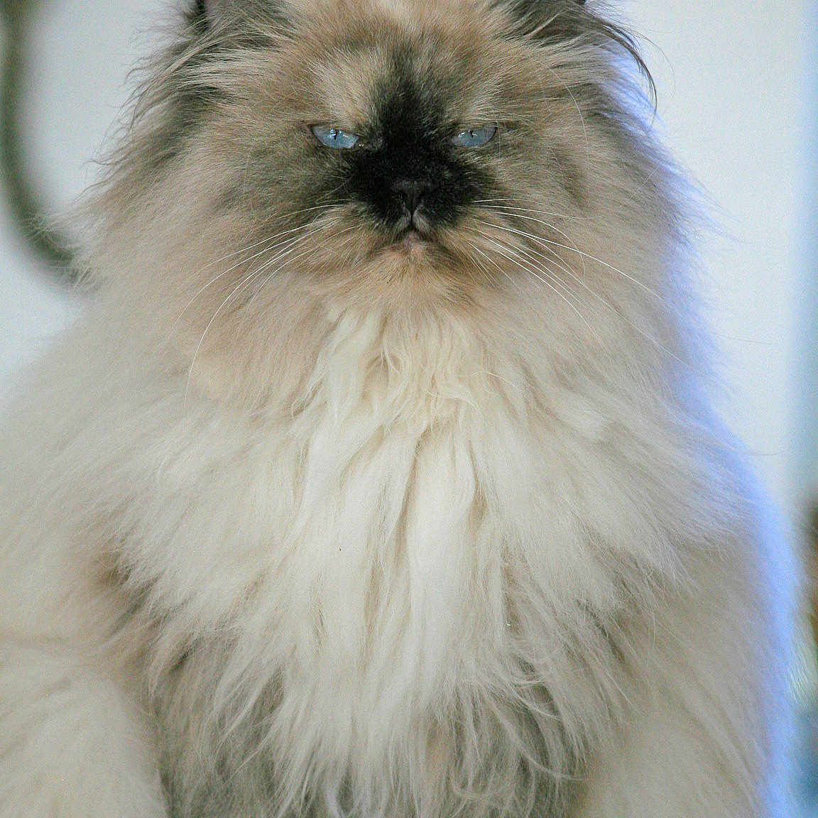 Naia joined the competition — help win amazing prizes! animal, blue_eyes, cat, closeup, cute, domestic_animal, face, feline, fluffy, fur, furry, indoor, long_hair, mammal, paw, pet, portrait, sitting, soft, whiskers