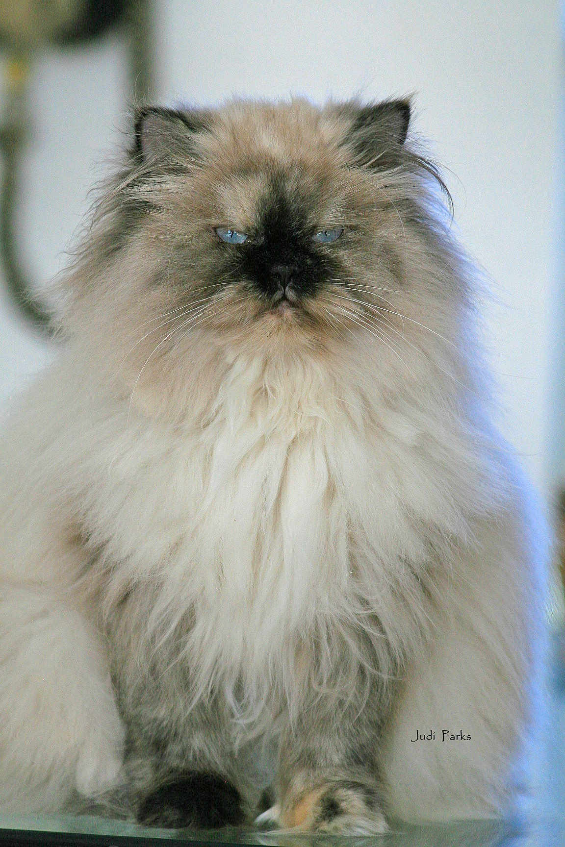 Naia joined the competition — help win amazing prizes! cat, fluffy, blue_eyes, long_hair, pet, animal, feline, cute, portrait, indoor, sitting, whiskers, paw, fur, domestic_animal, closeup, soft, face, mammal, furry