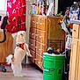 Goldie Hawn joined the competition — help win amazing prizes! chair, clutter, curtain_pattern, dog, domestic, floor, furniture, green_bucket, household, indoor, kitchen, light, orange_harness, pet, red_curtain, room, small_dog, standing, window, wooden_cabinets