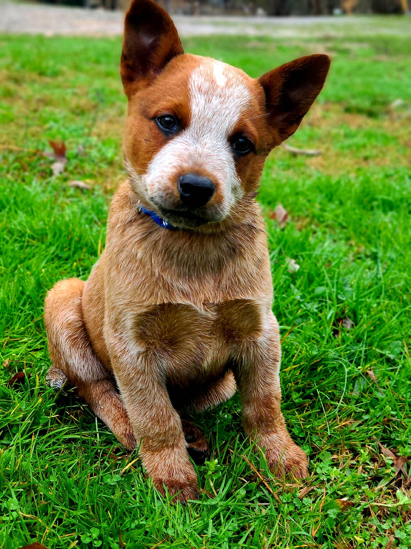 Aidan joined the competition — help win amazing prizes! ancient_dog_breeds, canidae, carnivore, companion_dog, dog, dog_breed, fawn, fur, grass, grassland, groundcover, hunting_dog, liver, plant, puppy, sporting_group, terrestrial_animal, terrestrial_plant, whiskers, working_animal