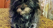 Sam is registered to the contest to win money with this photo: dog, black_dog, shaggy_fur, long_hair, beard, mustache, sitting, portrait, indoors, carpet, patterned_carpet, curtains, home, furniture, animal, pet, fluffy, dark_fur, front_view, funny_expression