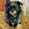 dog, black_dog, shaggy_fur, long_hair, beard, mustache, sitting, portrait, indoors, carpet, patterned_carpet, curtains, home, furniture, animal, pet, fluffy, dark_fur, front_view, funny_expression