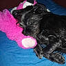 Sam is registered to the contest to win money with this photo: dog, sleeping, black_dog, fluffy, curly_fur, pet, plush_toy, pink_toy, blue_blanket, bed, indoors, resting, lying_down, cute, animal, nap, cozy, companion, photography, relaxed
