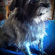 Sam joined the competition — help win amazing prizes! dog, small_dog, black_and_white, shaggy, long_hair, beard, close_up, portrait, sitting, indoor, blanket, blue_blanket, pet, canine, dark_fur, white_fur, facial_hair, looking_at_camera, dramatic_lighting, home