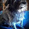 dog, small_dog, black_and_white, shaggy, long_hair, beard, close_up, portrait, sitting, indoor, blanket, blue_blanket, pet, canine, dark_fur, white_fur, facial_hair, looking_at_camera, dramatic_lighting, home