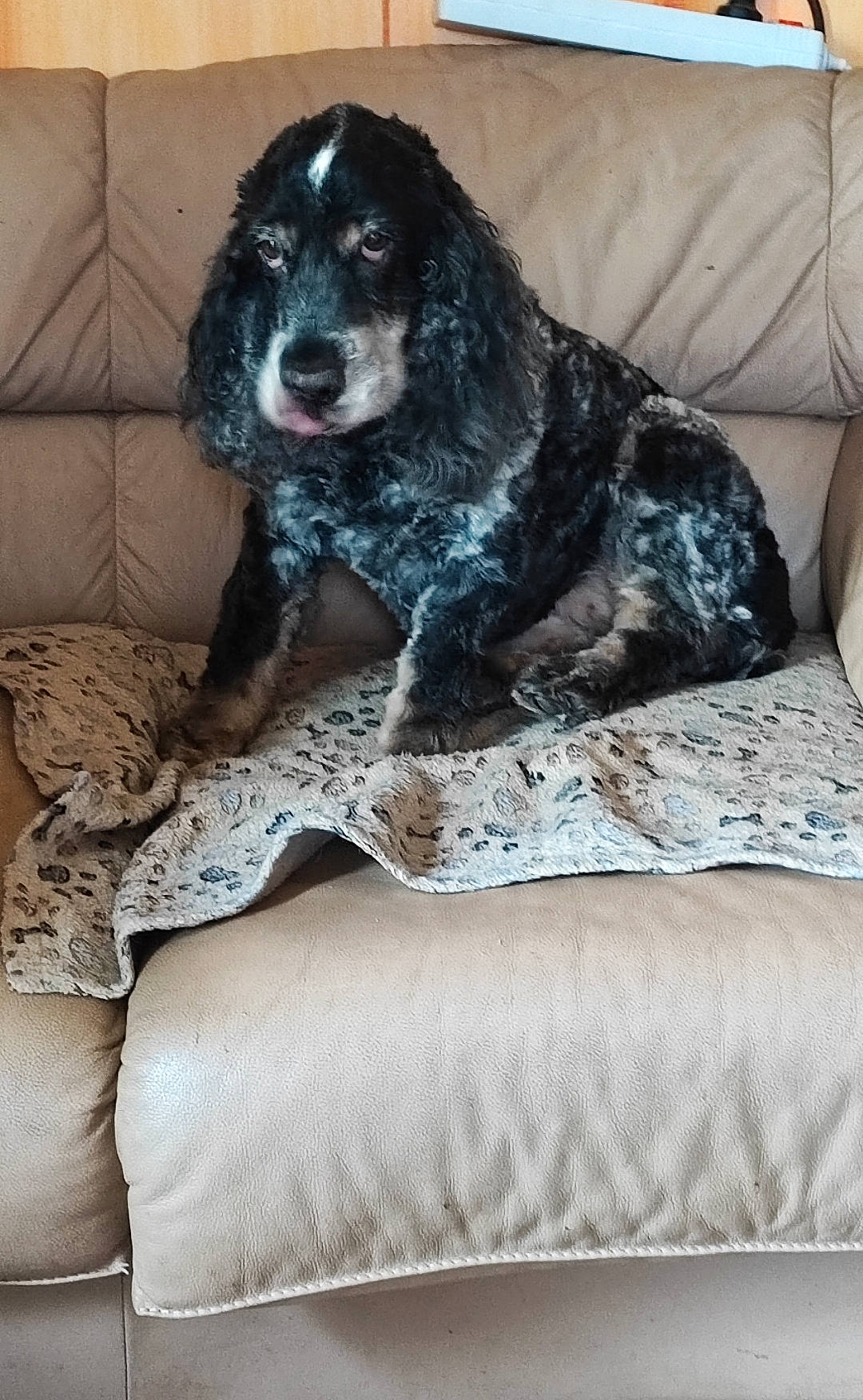 Jeepsy participe au concours pour gagner de l'argent avec cette photo : canidae, carnivore, comfort, companion_dog, couch, dog, dog_breed, flooring, fur, grey, gun_dog, linens, liver, living_room, room, snout, spaniel, sporting_group, studio_couch, working_animal