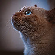 Moka a rejoint le concours — aidez-le/la à gagner de superbes lots ! animal, blue_eyes, calm, cat, close_up, cute, detailed, domestic, feline, focused, fur, head, indoor, looking_up, mammal, pet, portrait, side_view, soft_light, whiskers