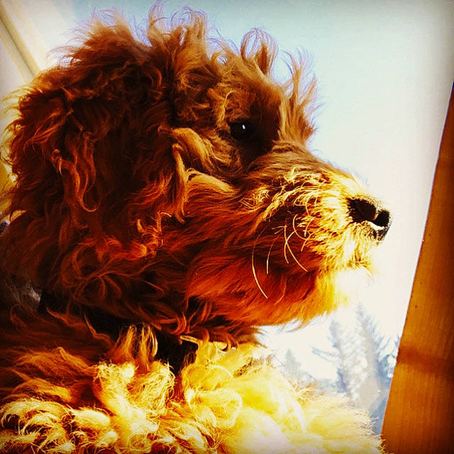 Arlo is registered to the contest to win money with this photo: book, canidae, carnivore, companion_dog, dog, dog_breed, dog_supply, liver, non_sporting_group, pet_supply, snout, sporting_group, terrier, toy, varnish, vertebrate, water_dog, working_animal, working_dog