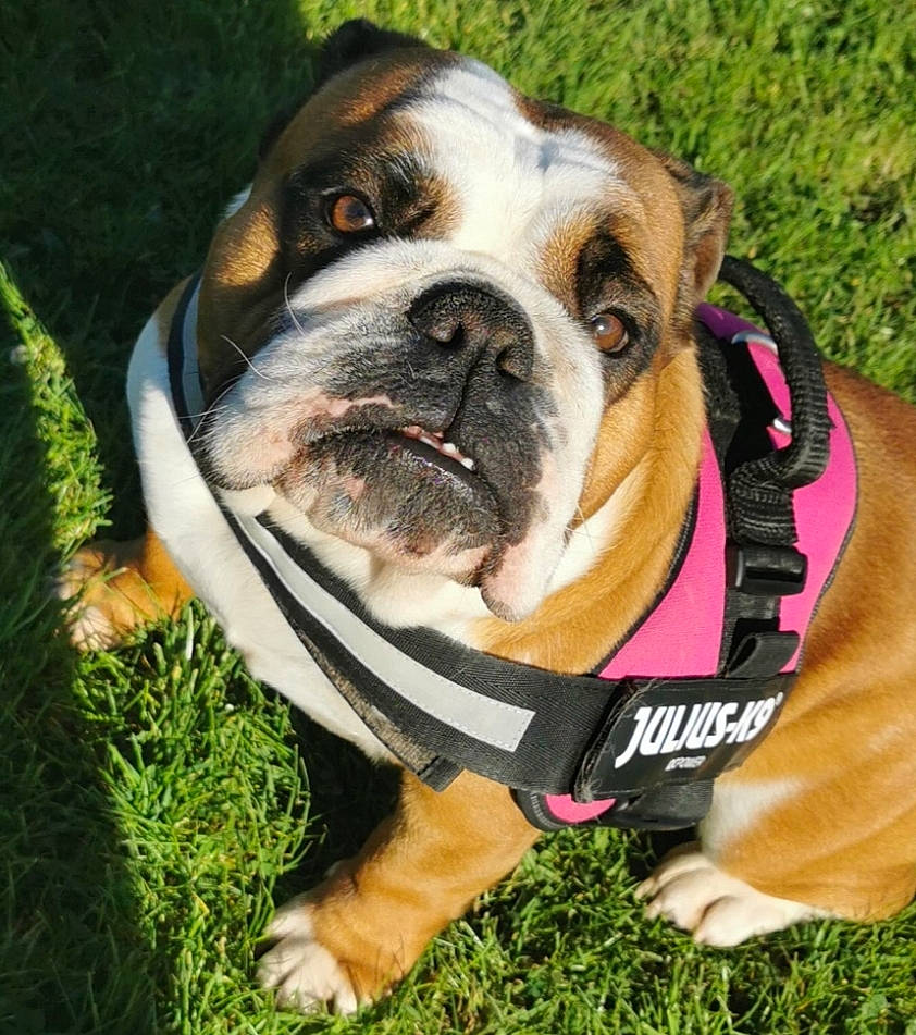 Shanna participe au concours pour gagner de l'argent avec cette photo : adventure, boxer, bulldog, canidae, carnivore, collar, companion_dog, dog, dog_breed, dog_collar, dog_supply, fawn, grass, leash, pet_supply, plant, snout, sporting_group, working_animal, wrinkle