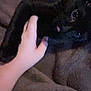 dog, black_dog, hand, blanket, indoor, pet, animal, nuzzling, soft_texture, brown_blanket, closeup, dim_light, furry, cute, domestic_animal, companion, eyes, paw, resting, gentle_touch
