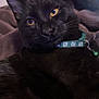 Leo joined the competition — help win amazing prizes! cat, black_cat, pet, collar, indoor, blanket, feline, animal, yellow_eyes, fur, close_up, domestic_cat, resting, cute, whiskers, soft_texture, cozy, portrait, alert, house_pet