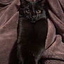 Leo is registered to the contest to win money with this photo: cat, black_cat, blanket, cozy, indoor, pet, fur, animal, cute, resting, wrapped, relaxed, soft_texture, wide_eyes, portrait, warm, comfort, snuggled, mammal, feline