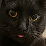 black_cat, cat, close_up, animal, pet, feline, whiskers, yellow_eyes, tongue_out, cute, indoor, mammal, portrait, face, fur, looking_at_camera, playful, domestic_cat, nose, ears