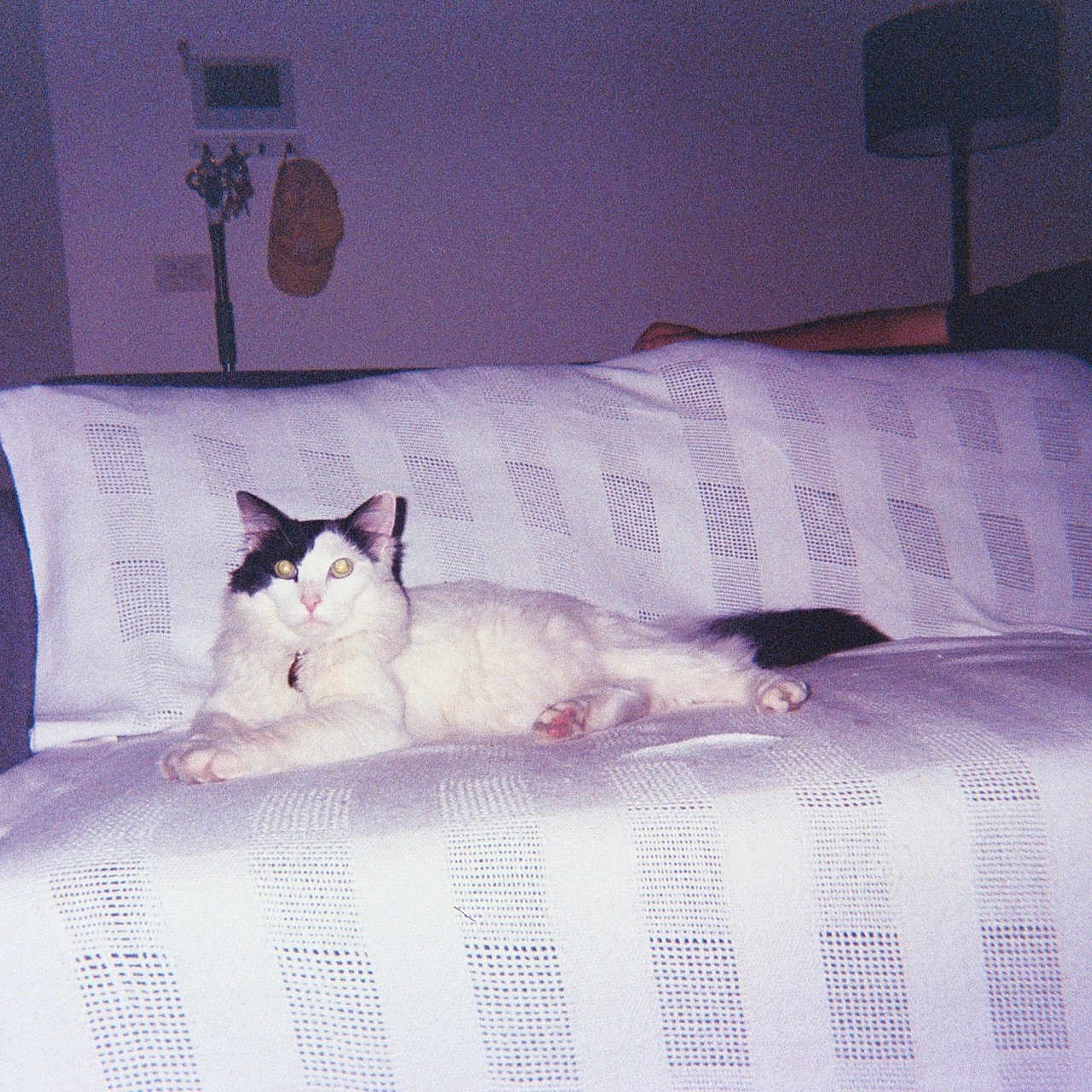 Preston is registered to the contest to win money with this photo: animal, black_and_white, blanket, cat, couch, cozy, domestic, feline, furniture, hat, home, indoor, lamp, person, pet, relaxed, resting, room, sitting, wall