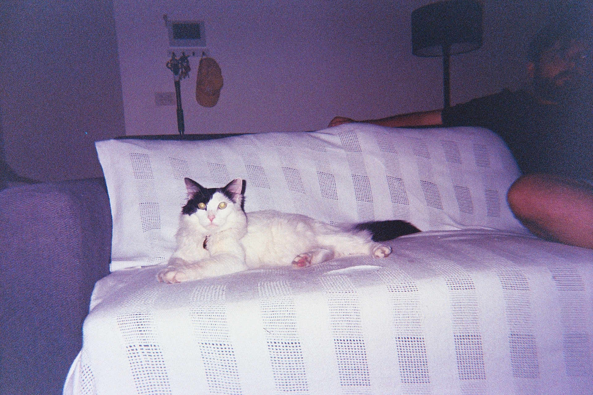 Preston is registered to the contest to win money with this photo: cat, couch, blanket, indoor, furniture, pet, relaxed, black_and_white, animal, domestic, feline, resting, person, sitting, room, lamp, hat, wall, cozy, home