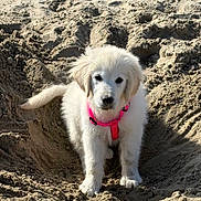 Athéna participe au concours pour gagner de l'argent avec cette photo : puppy, dog, white_fur, pink_harness, sand, beach, outdoor, animal, pet, cute, fluffy, young_dog, canine, playful, sunlight, nature, fur, walking, mammal, adorable