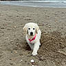 Athéna participe au concours pour gagner de l'argent avec cette photo : puppy, dog, beach, sand, hole, shells, ocean, waves, cloudy_sky, collar, white_dog, cute, outdoor, animal, pet, playful, young_dog, nature, water, shore